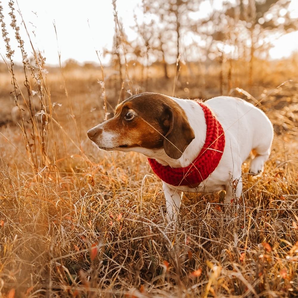 Dog Medical Bills Fundraiser - Picture 15 of 16